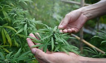 Coltiva marijuana nella cascina abbandonata: nei guai un 45enne