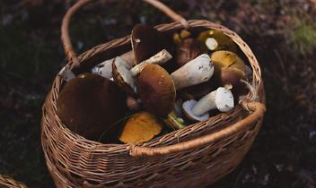 A Cossano Canavese torna la Sagra del Fungo: due giorni dedicati ai &ldquo;b&ocirc;l&egrave;&rdquo; dell&rsquo;Anfiteatro Morenico di Ivrea