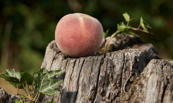 La pesca Bella di Borgo d’Ale, nel Vercellese, è un nuovo Presidio Slow Food!