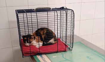 Salva una gattina investita che aveva da poco partorito: ora si cercano i cuccioli