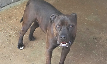 Aci, il cane che ha rischiato la morte per eutanasia