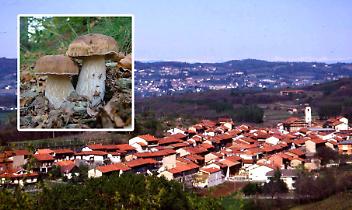 Funghi