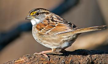 La passera d'Italia sta sparendo, nasce un villaggio per salvarla