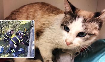 Gattina incastrata in un tubo e salvata dai Vigili del Fuoco: adesso si cerca il padrone
