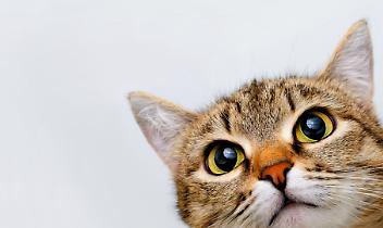 Micio Micio Brum Brum: motori e solidarietà per il Gattile di Ivrea