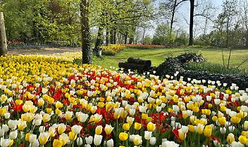 Incredibile a Pralormo: Il festival dei Tulipani che ti lascia senza parole!"