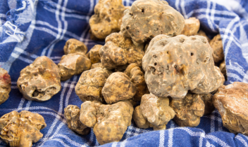 Fiera del tartufo bianco di Moncalvo 2024: eccellenza e tradizione nel cuore del Monferrato