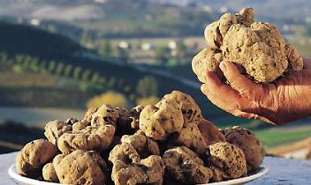 Rivalba profuma di tartufo: la Fiera Nazionale del Bianco 2025 conquista le colline torinesi