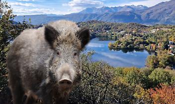 I cinghiali sono una piaga per gli agricoltori del territorio