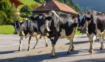 Torna dopo la pandemia Covid la Transumanza di Pont Canavese. Il grande ritorno dopo 6 anni