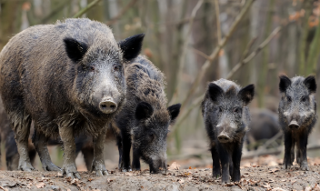 Danni da cinghiali nel Preparco della Mandria, Coldiretti Torino chiede l’intervento dei selecontrollori