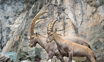 Groscavallo sceglie il Parco Nazionale Gran Paradiso per tutelare maggiormente il territorio