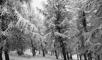 Prima Neve sul Canavese