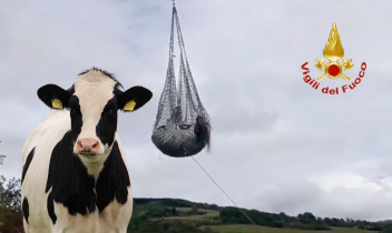La mucca è stata recuperata dai soccorritori che l’hanno verricellata  (foto di repertorio)