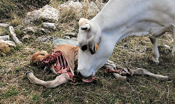 Pecore sbranate dai lupi in Canavese: scioccanti le immagini diffuse dagli allevatori