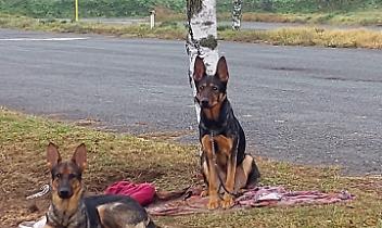 Abbandona i suoi cani perché non può occuparsene