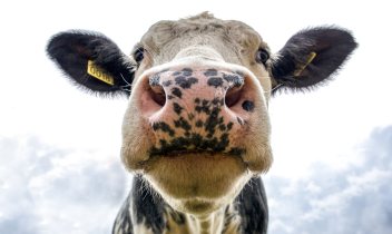 Mucca