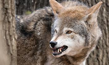 Canavese, i lupi scendono a valle: il racconto degli abitanti