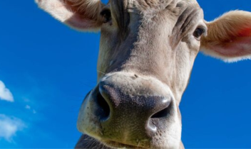 Oltre 41.000 firme contro l&rsquo;abbattimento delle mucche di Sparone: cittadini in rivolta