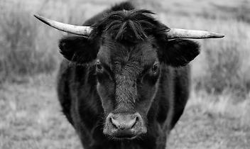 Caricata come a Pamplona, il terribile incidente in una stalla del Canavese