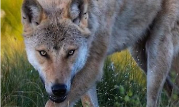 Il lupo torna ad uccidere in Valle
