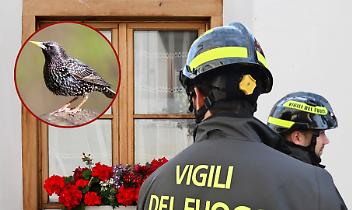 Storno Intrappolato 