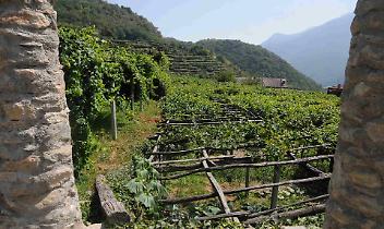 Vigneti di Carema