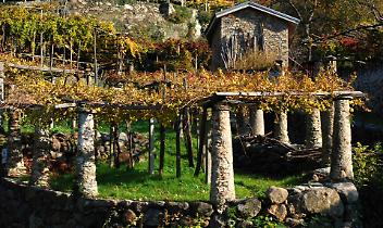 I vigneti terrazzati del Mombarone nel Registro Nazionale: convegno di studio il 14 marzo