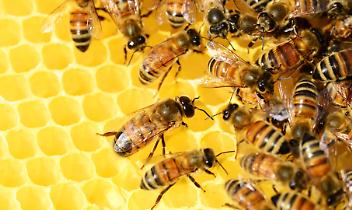 BEE THE QUEEN