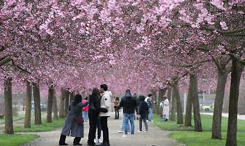 Fioritura dei ciliegi alla Reggia di Venaria