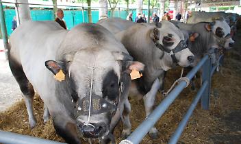 Cavour celebra la Fassona