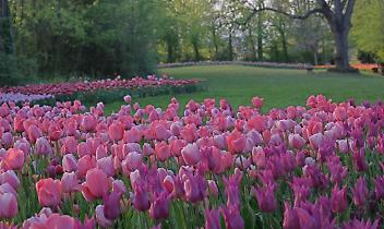 Pasqua tra tulipani a Pralormo
