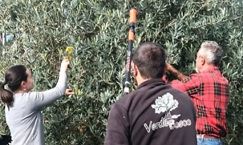 Settimo Vittone, dove l’olivo conquista la montagna e cambia il destino della terra