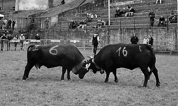Le Regine delle Valli di Lanzo pronte a sfidarsi a Mezzenile