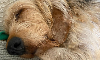 Alma, la cagnolona che il mondo aveva dimenticato: oggi rinasce tra le braccia dell&rsquo;amore