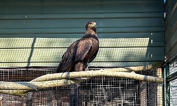 L’aquila è tornata a casa: gioia all’Oasi degli Animali, ma resta l’emergenza strade