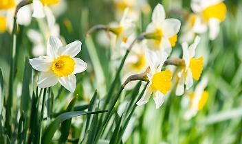 Amici della Montagna