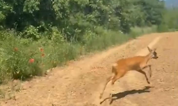 Capriolo in fuga a Moncalieri: un salto tra gli orti e poi la libertà