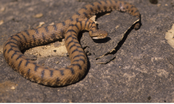 Morso di vipera nei boschi di Cantoria: 15enne si salva da solo e chiama i soccorsi