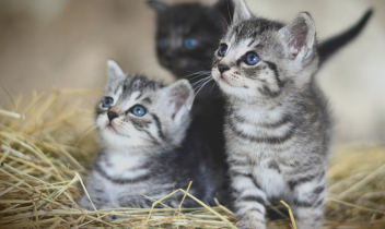 Gettati dall&rsquo;auto come spazzatura: sei gattini uccisi in pieno centro a Trino