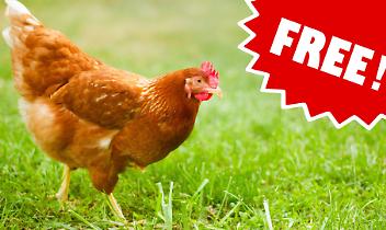La Svezia libera le galline