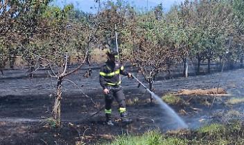 Un mozzicone e un gesto incosciente: campo di grano distrutto dalle fiamme a San Giusto Canavese, tragedia sfiorata vicino alle case