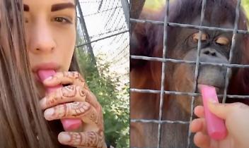 Fa fumare un orango: bufera sulla pugile russa. Ora l'animale è in grave condizioni
