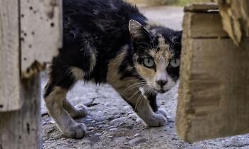 Borgofranco d'Ivrea: otto gatti abbandonati tra vermi e fame