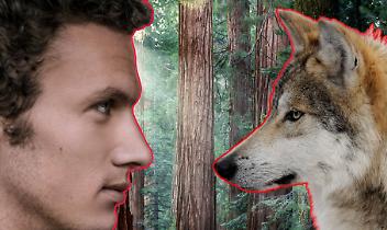 Il Canavese "faccia a faccia" con il lupo