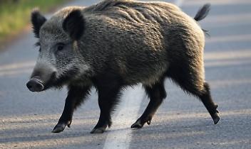 Un cinghiale in strada e poi l’inferno: frontale nel buio, due donne lottano per sopravvivere