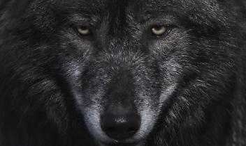 Accusati di omicidio