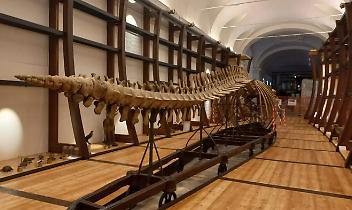 Un agosto tra balene, fossili e dinosauri: il Museo delle Scienze di Torino apre gratis per tutti
