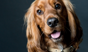Cane cocker aggredito in spiaggia da un pitbull, ferita anche la padrona: parla il consigliere Contarino