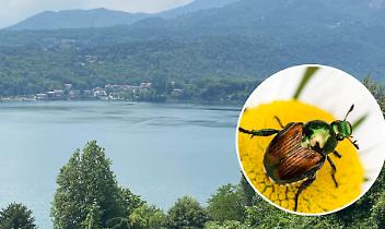 Avigliana, scatta l&rsquo;allarme per lo scarabeo giapponese: cosa fare se lo incontri